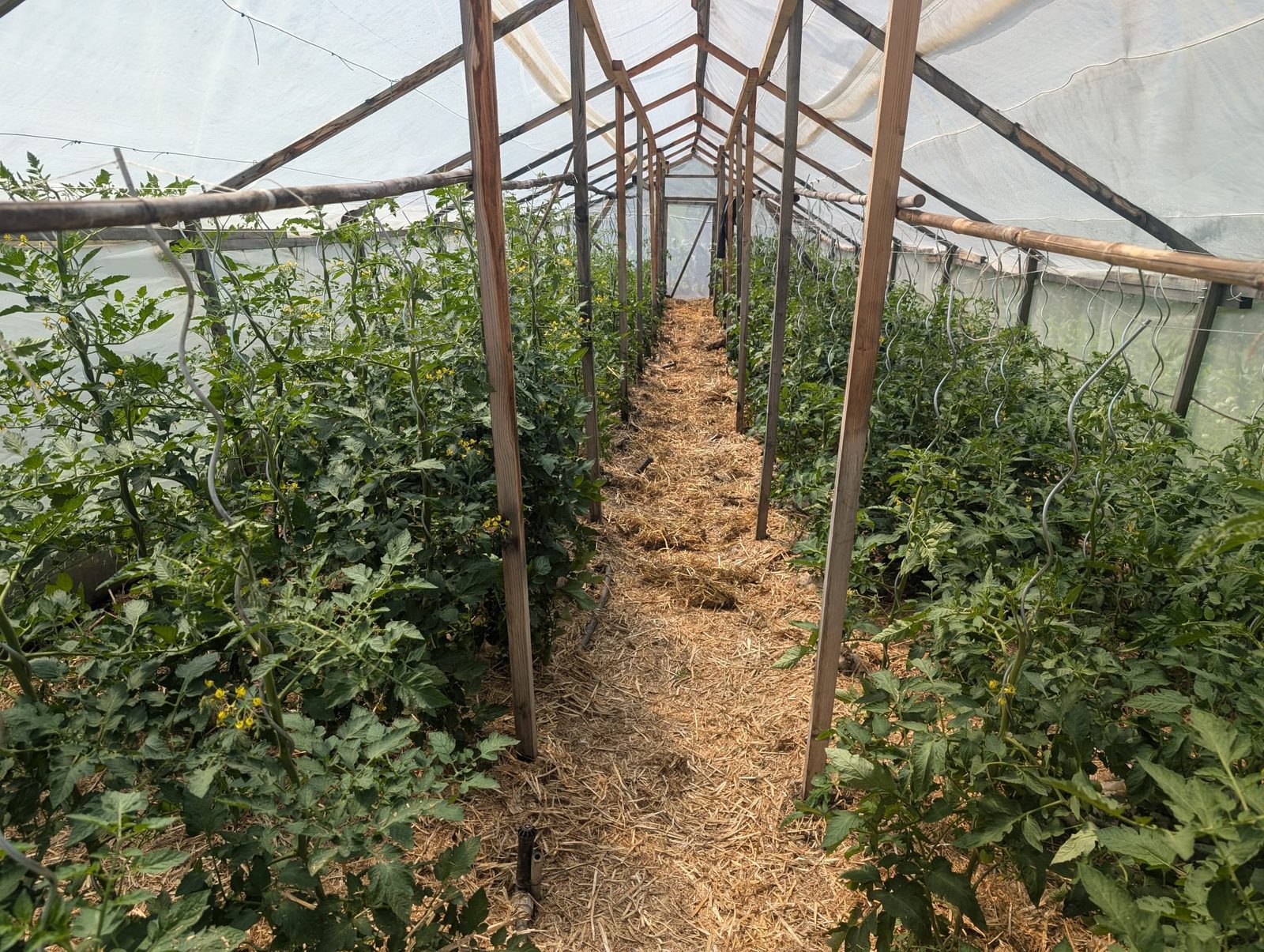 Tomaten im Gewaechshaus in Partschins