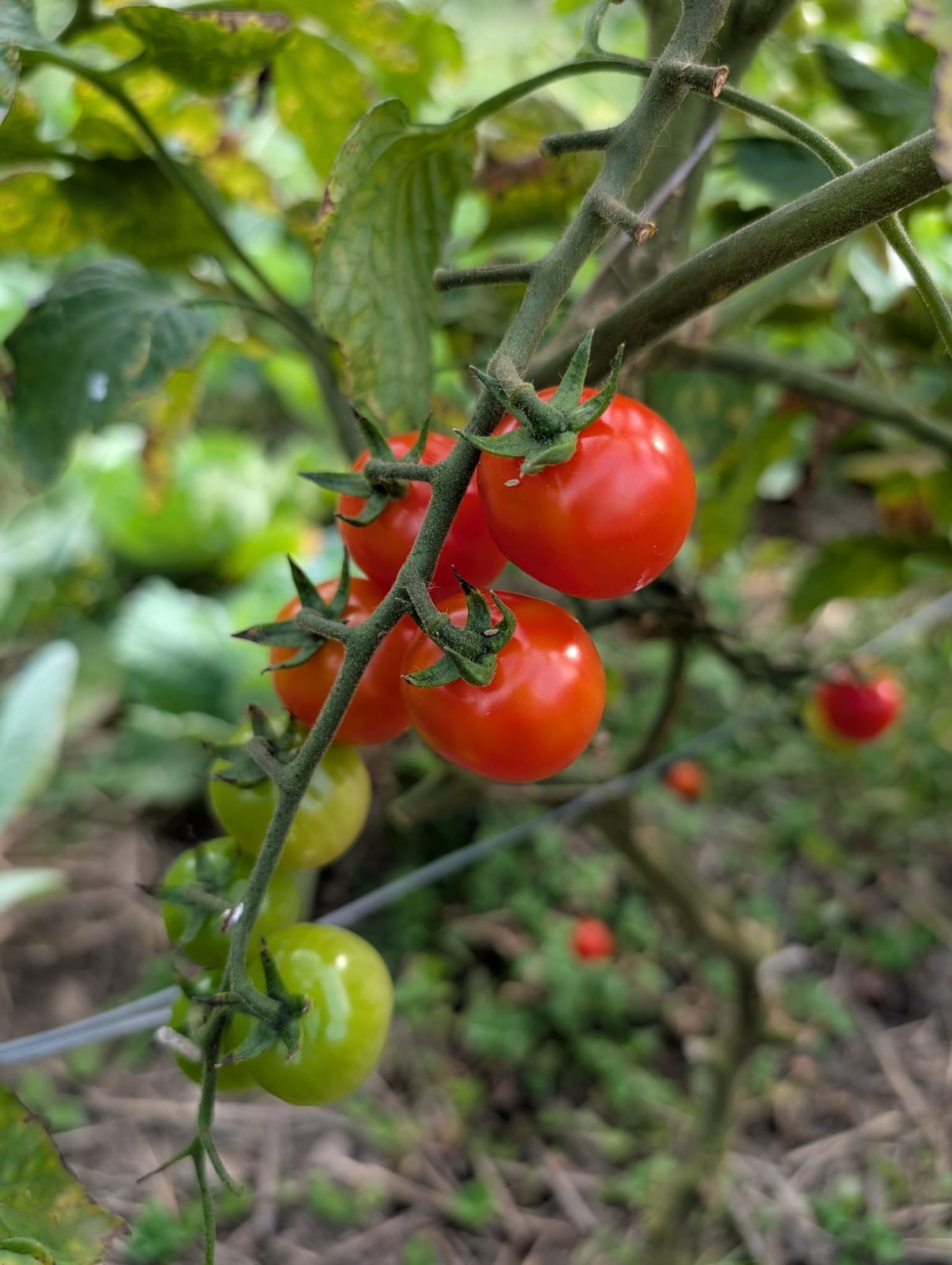 Frische Tomaten am Strauch am Rastenfeldhof