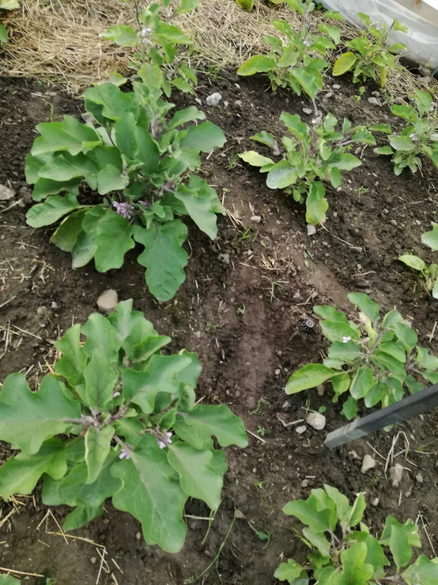 Melanzane-Jungpflanzen im gemulchten Beet mit Tropfbew&auml;sserung