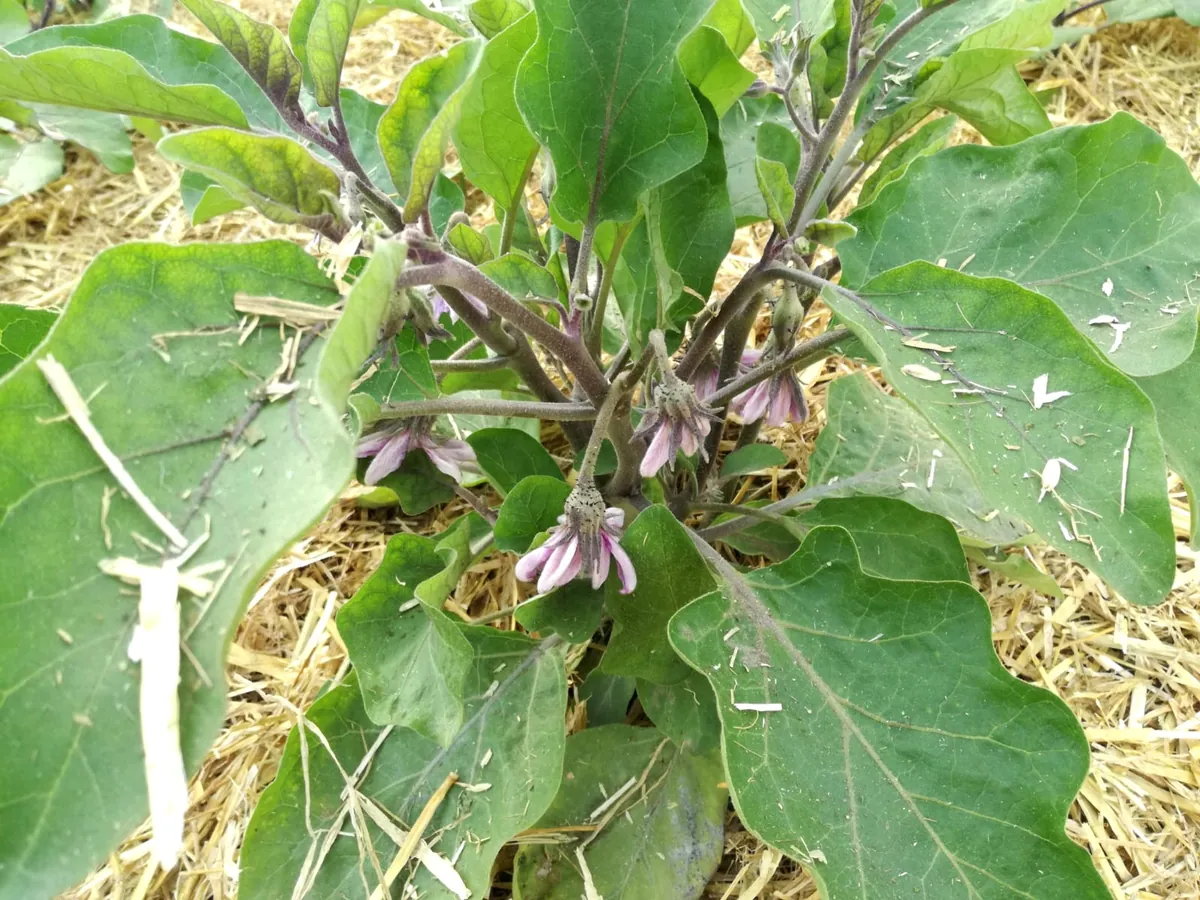 Melanzane-Pflanze mit violetten Bl&uuml;ten zwischen Strohmulch