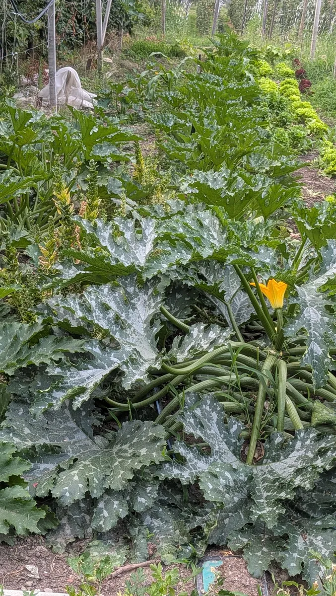 Zucchinibeet mit Blüten und großen Blättern am Rastenfeldhof