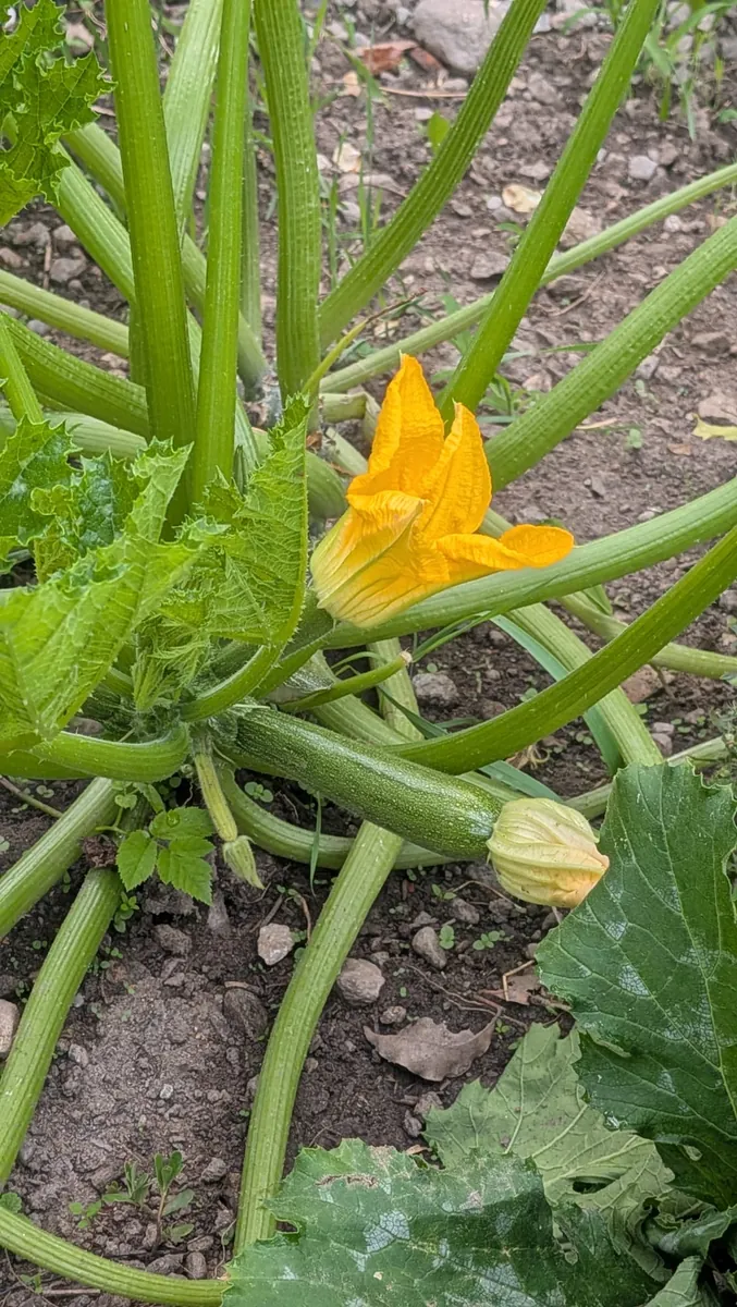 Junge Zucchini mit gelber Blüte am Rastenfeldhof