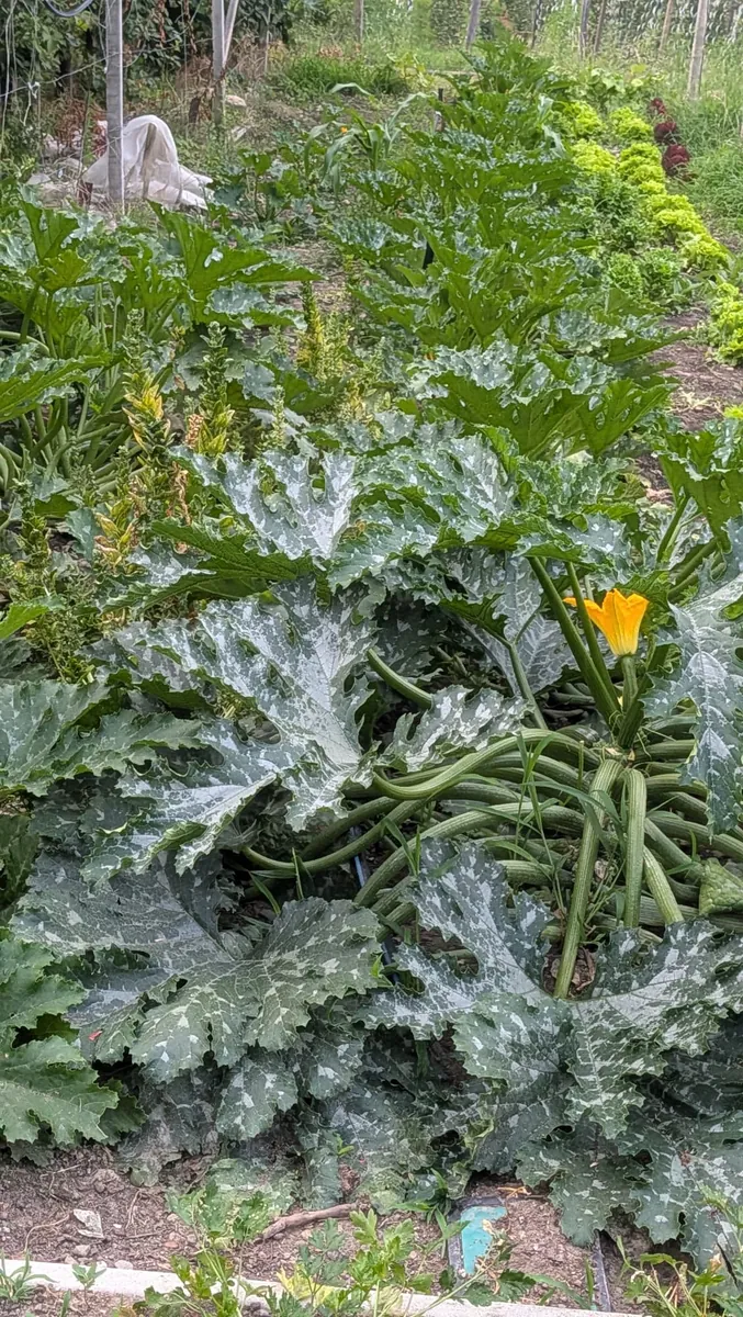 Kräftige Zucchinipflanzen im Gemüsegarten des Rastenfeldhofs